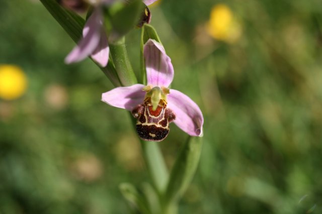 4-orchis apifera